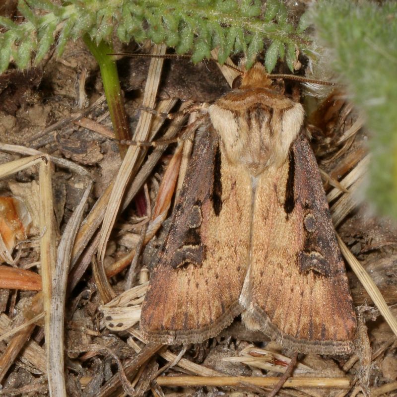 Hodges#10652 * Agrotis vancouverensis