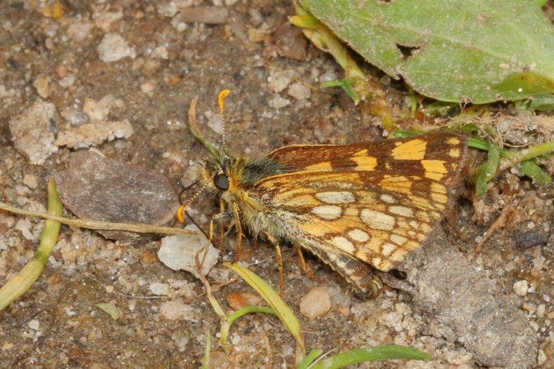 Western Arctic Skipper