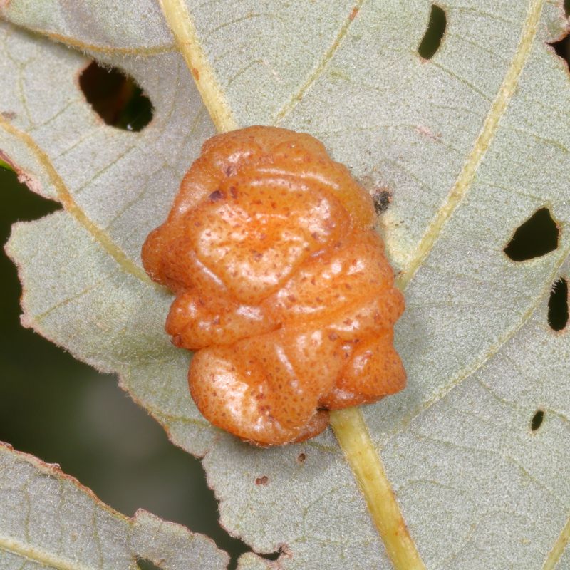 Andricus nigricens * Oak Gall Wasps Tribe Cynipini