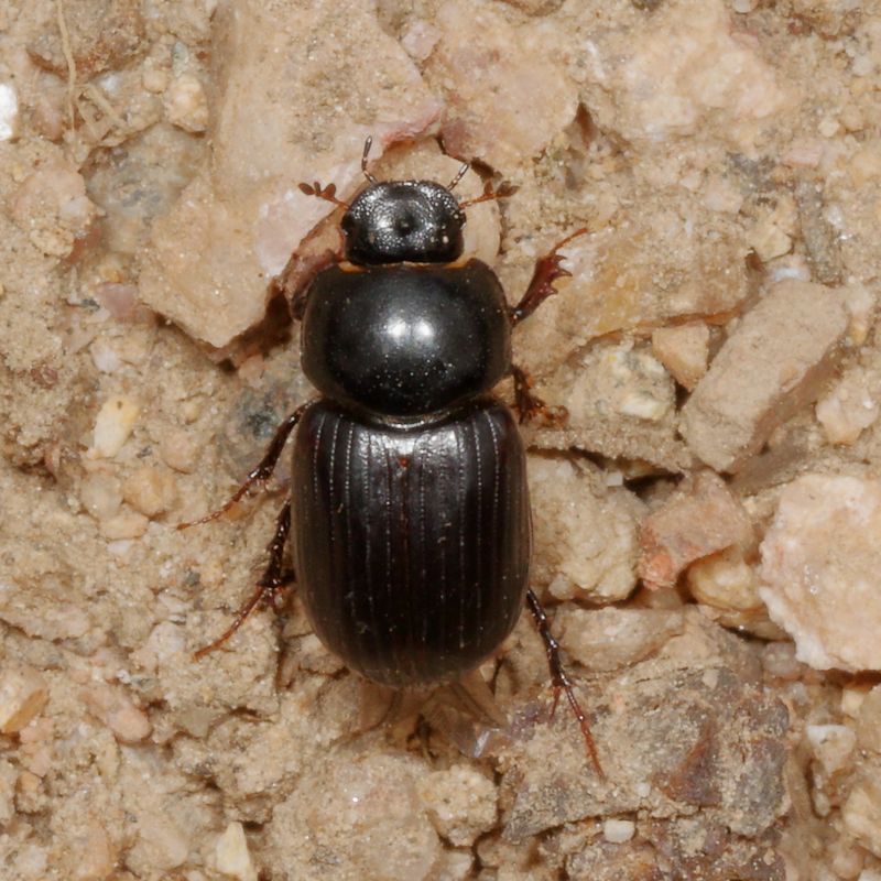 Tribe Aphodiini