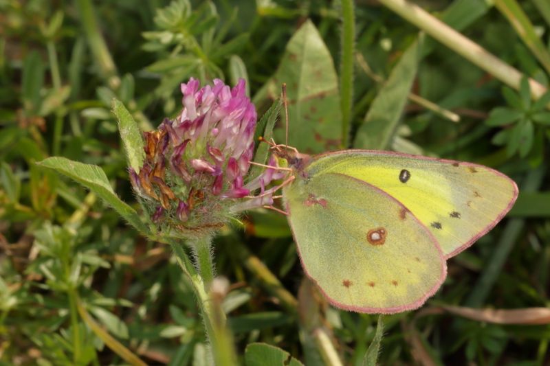 Clouded Sulphur