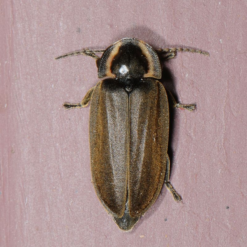 Ellychnia corrusca