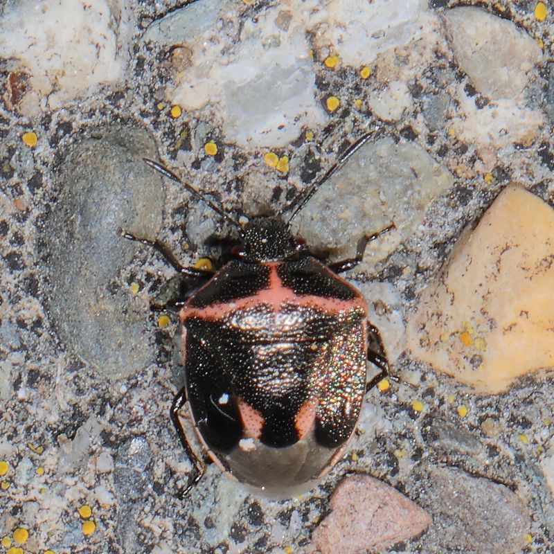 Cosmopepla lintneriana * Twice-stabbed Stink Bug