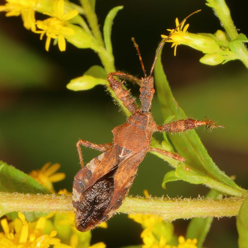 Sinea spinipes * Spiny Assassin Bug
