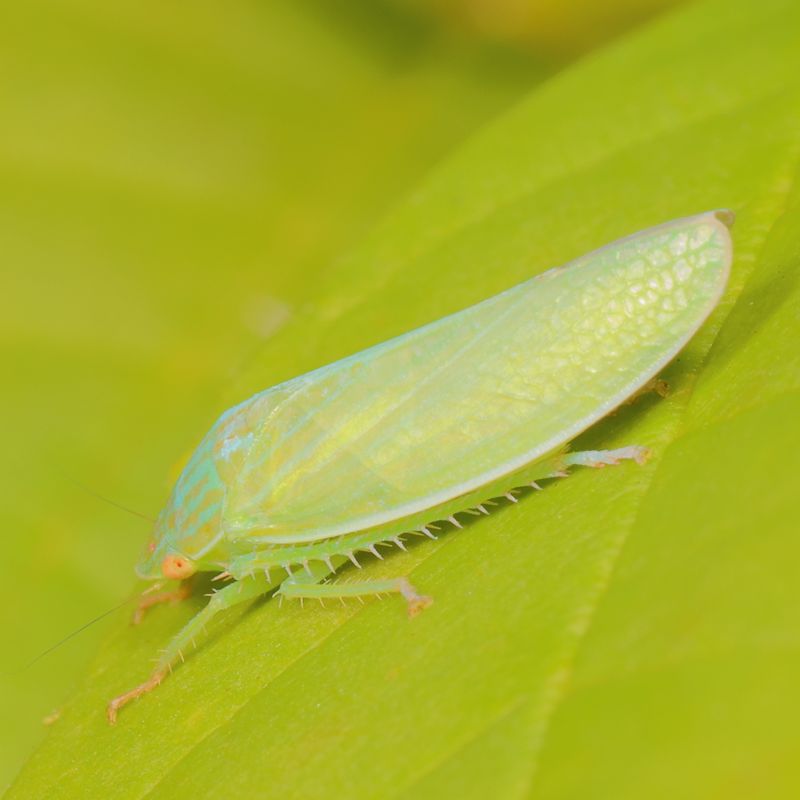 Genus Gyponana
