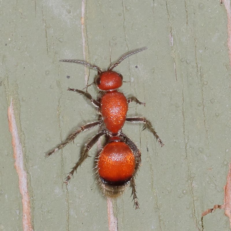 Dasymutilla nigripes