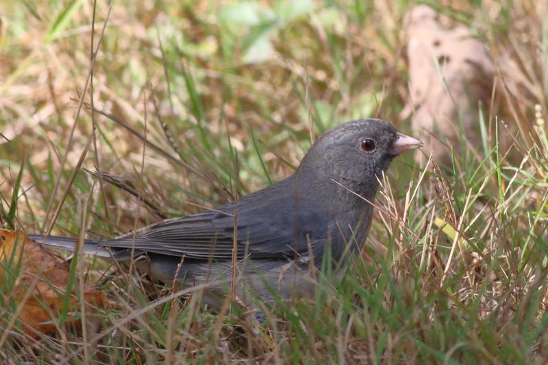 Dark-eyed Junco
