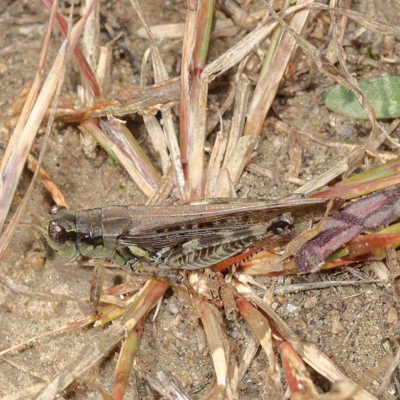 Melanoplus sanguinipes