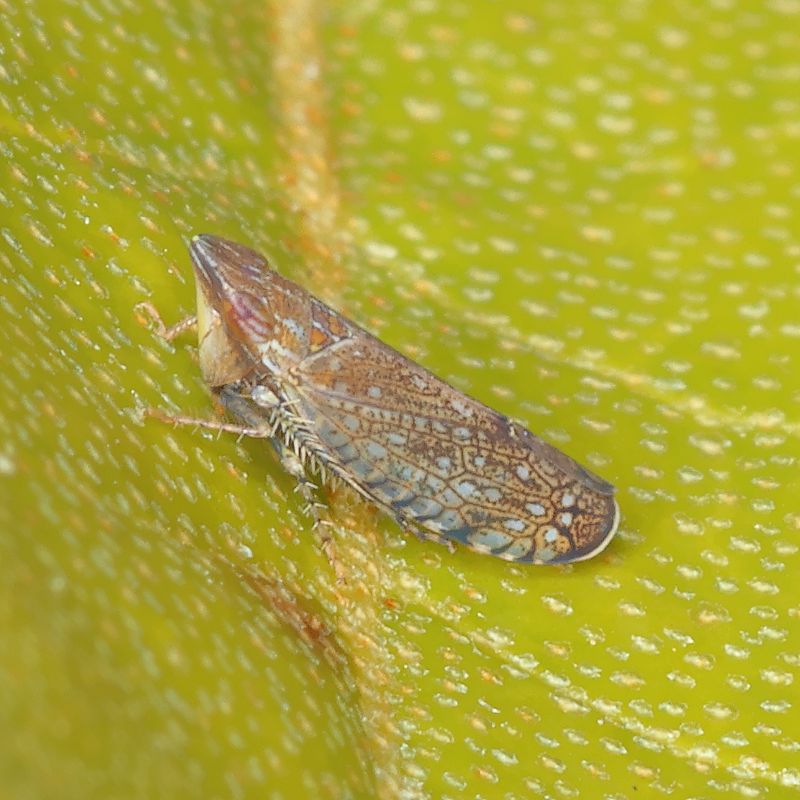 Scaphytopius acutus * Sharp-nosed Leafhopper