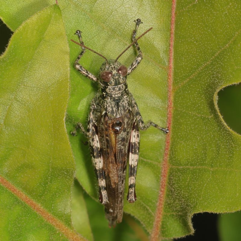 Melanoplus punctulatus * Pine Tree Spur-throat Grasshopper