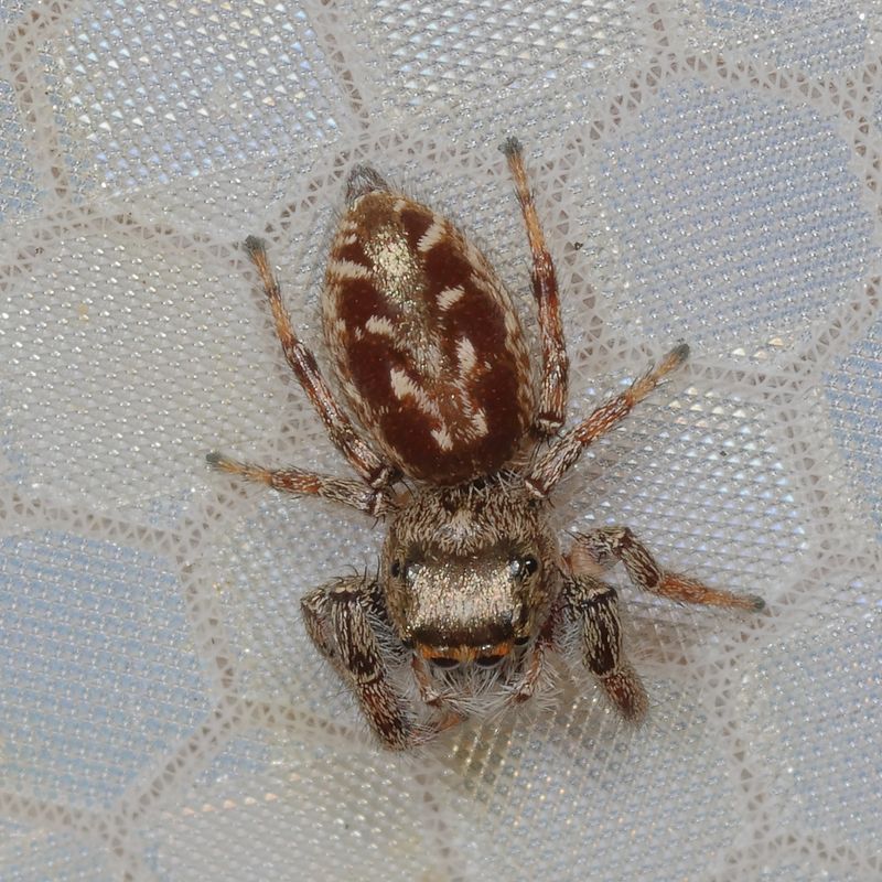 Eris militaris * Bronze Jumping Spider