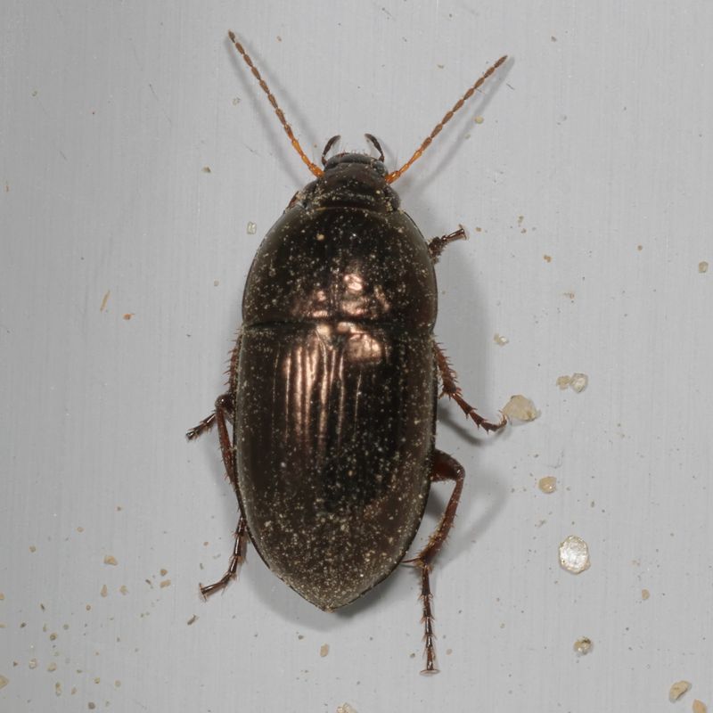 Amara cupreolata group