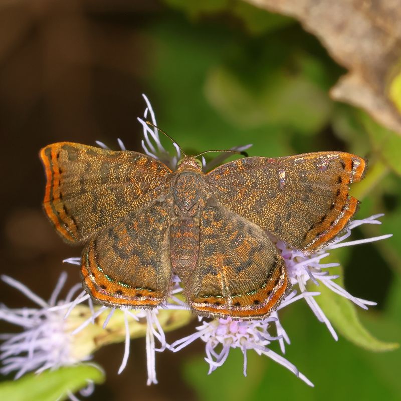 Red-bordered Metalmark