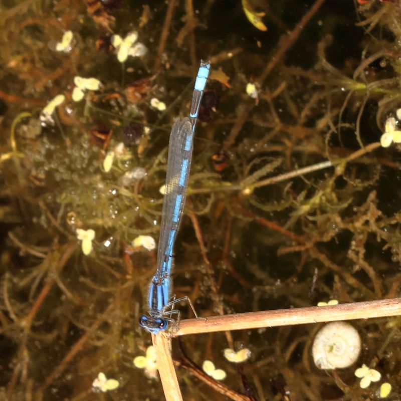 Enallagma civile  ♂ *  Familiar Bluet