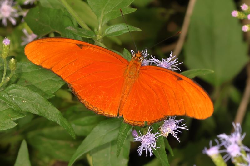 Julia Heliconian ♂ * Dryas iulia ssp. moderata