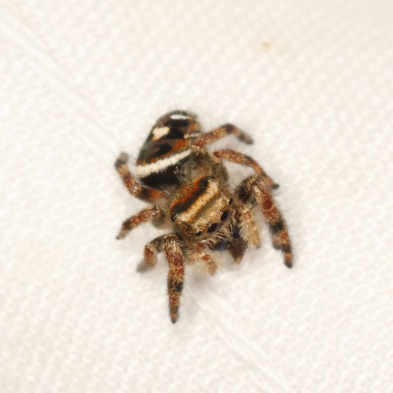 Phidippus audax * Bold Jumping Spider