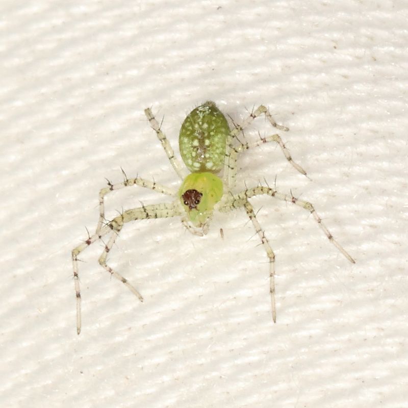 Peucetia longipalpis * Lesser Green Lynx Spider