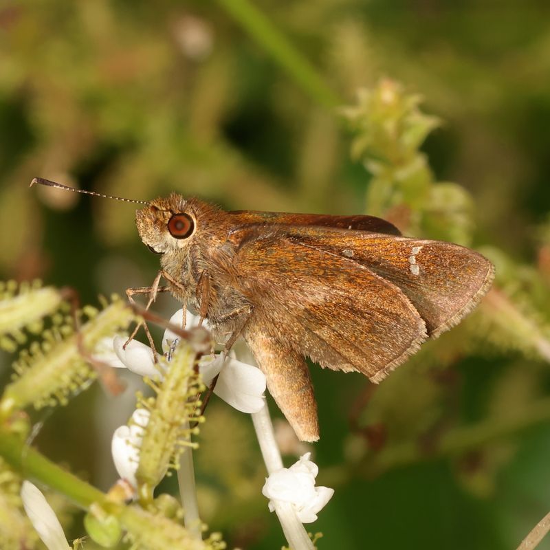 Clouded Skipper