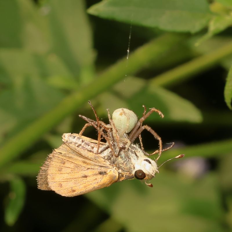 Whirlabout nabbed by crab spider