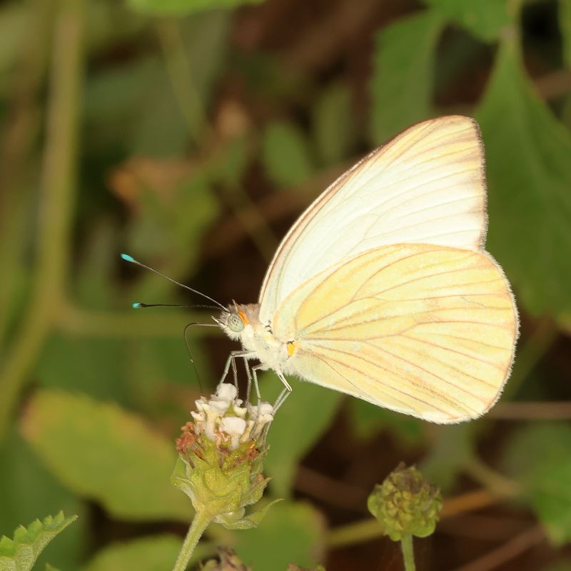 Great Southern White