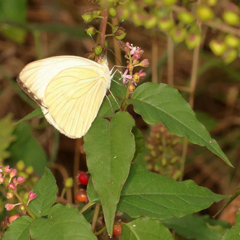 Great Southern White