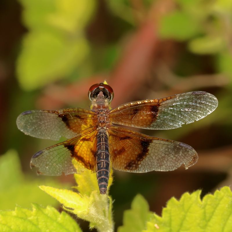 Slough Amberwing ♀