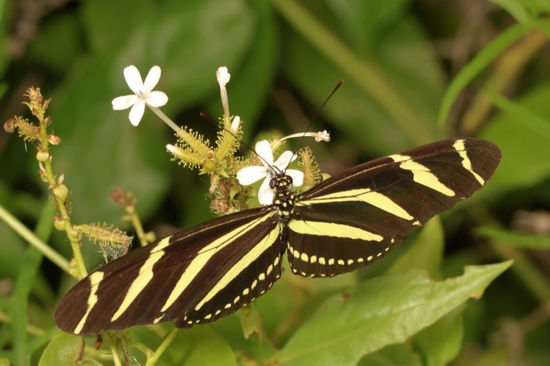 Zebra Heliconian