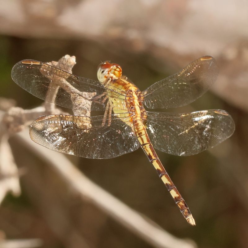 Band-Winged Dragonlet ♀