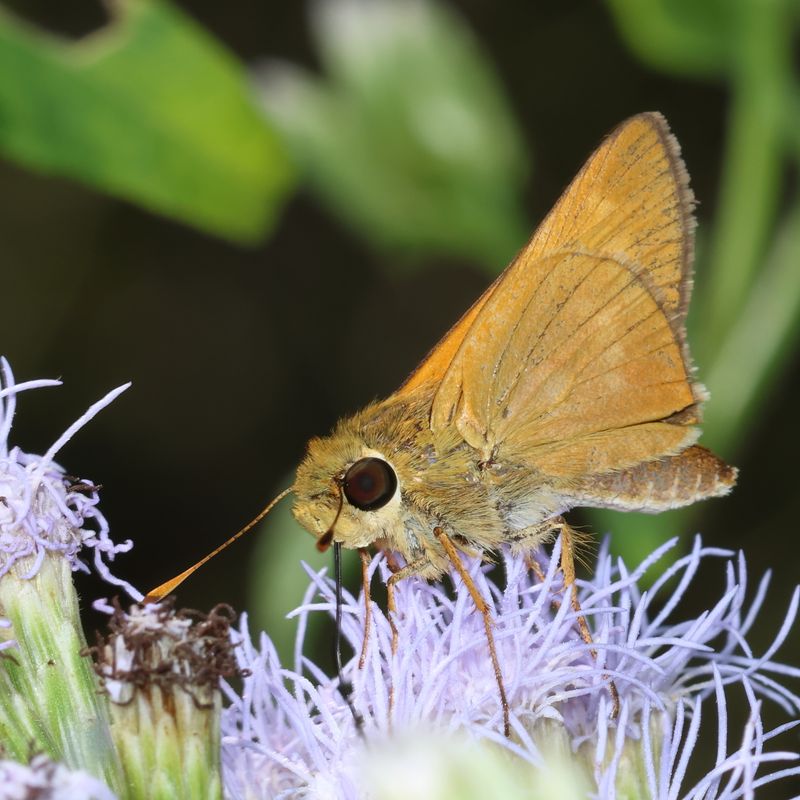 Common Mellana