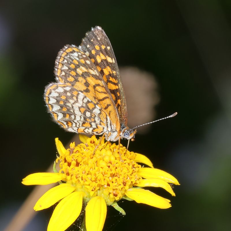 Elada Checkerspot