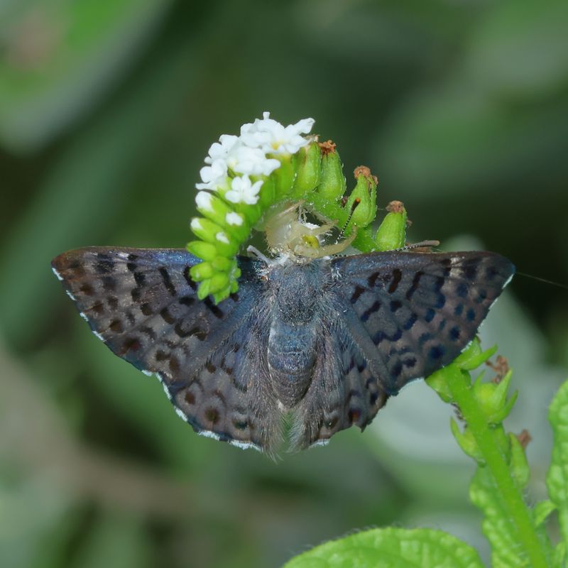 Blue Metalmark & Crab Spider