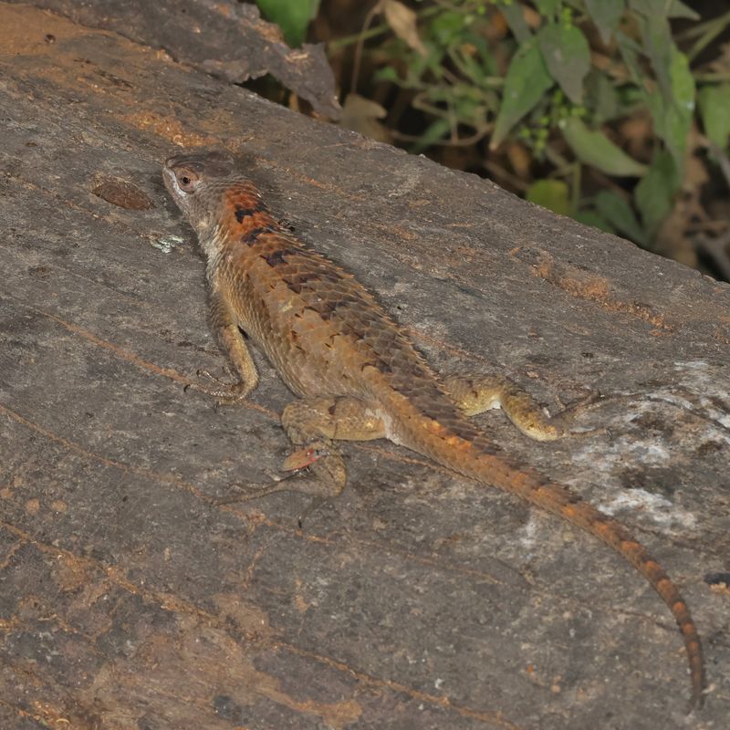 Texas Spiny Lizard
