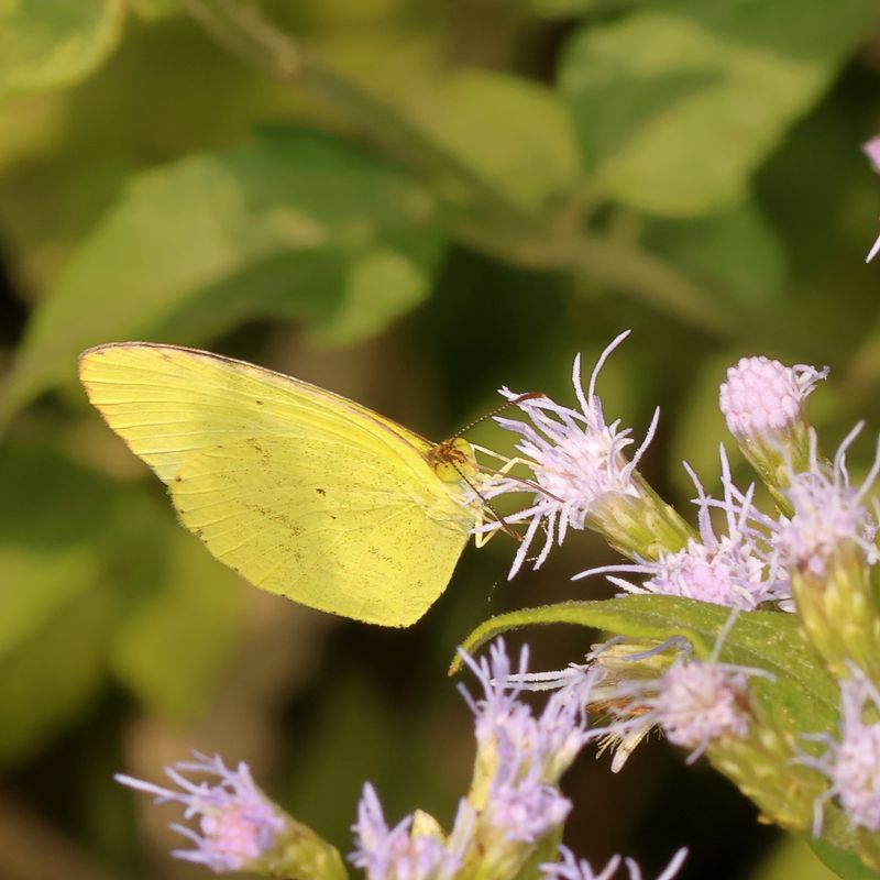 Mimosa Yellow