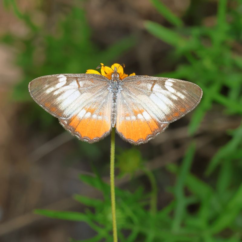 Common Mestra