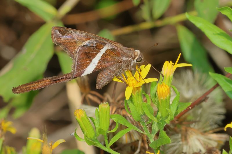 White-striped Longtail