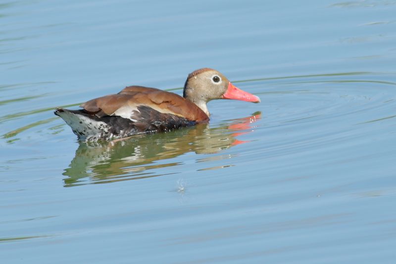 Black-bellied Whistling Duck
