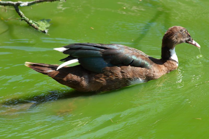 Muscovy Duck