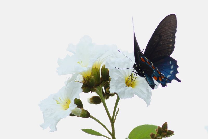 Pipevine Swallowtail