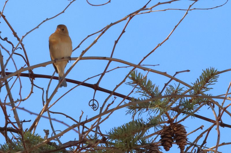 Lazuli Bunting
