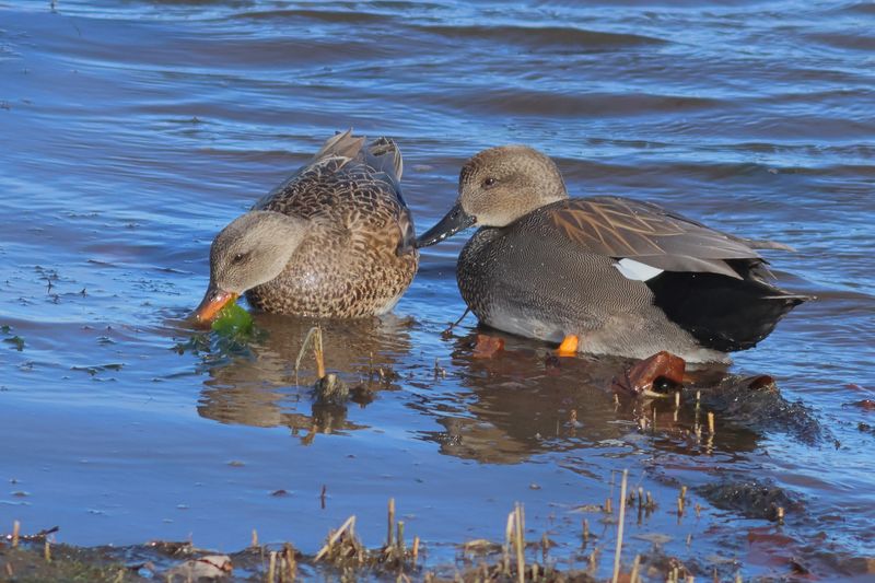 Gadwall ♀ & ♂