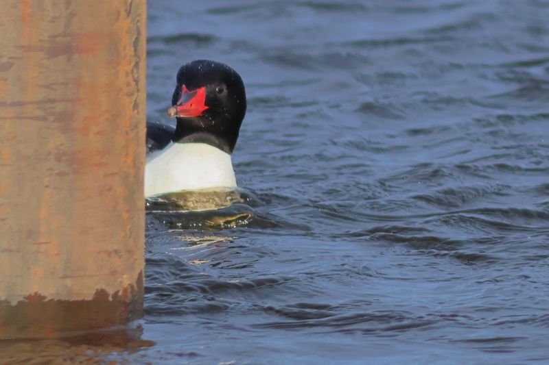 Common Merganser ♂