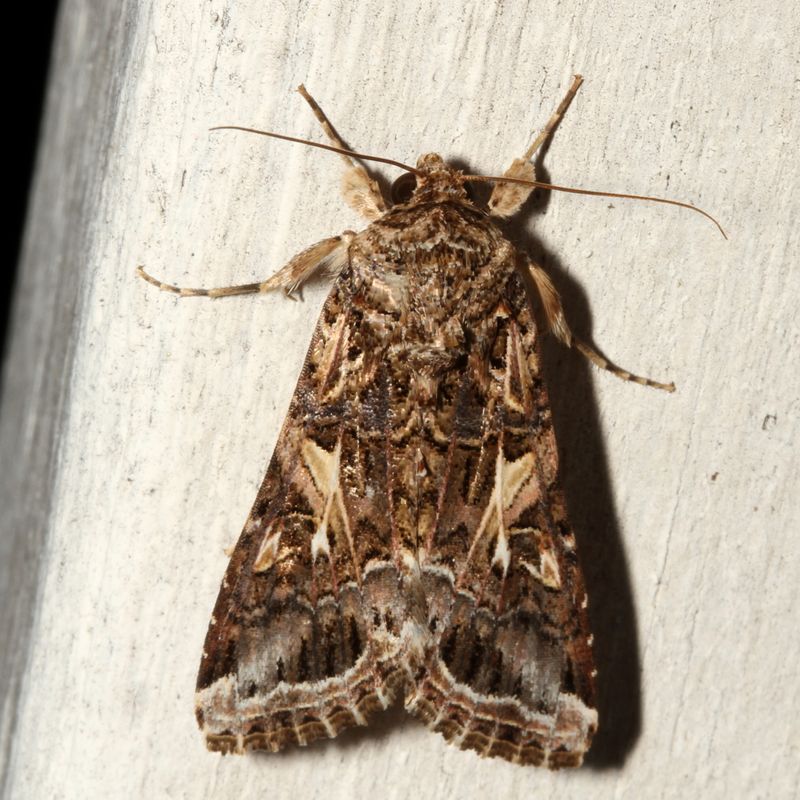 Hodges#9669 * Yellow-striped Armyworm Moth * Spodoptera ornithogalli 