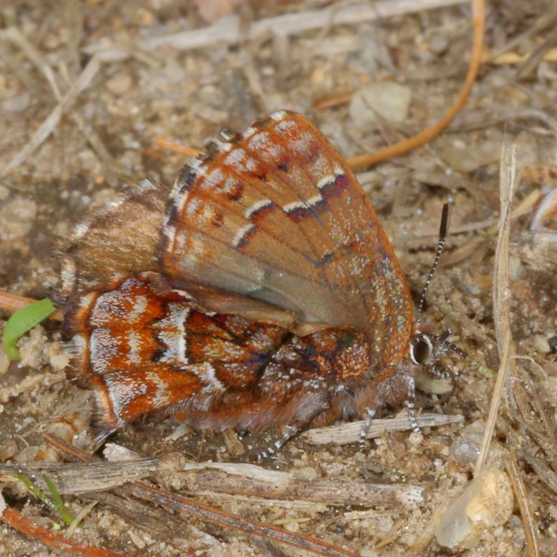 Pine Elfin
