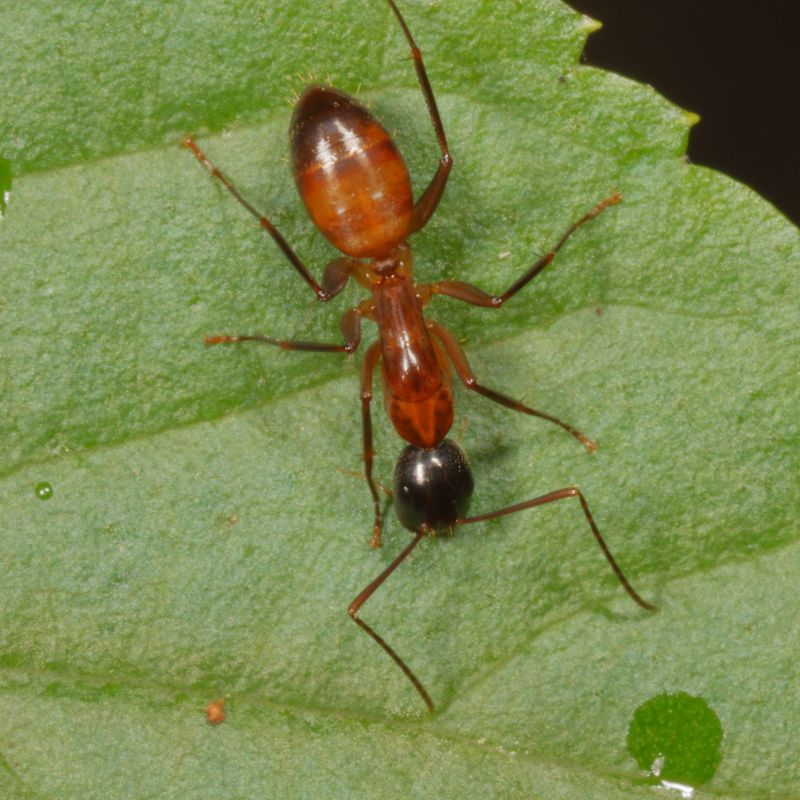 Camponotus americanus * American Carpenter Ant