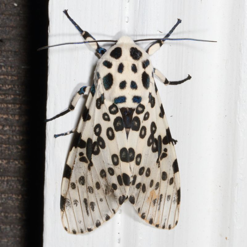 Hodges#8146 * Giant Leopard Moth * Hypercompe scribonia