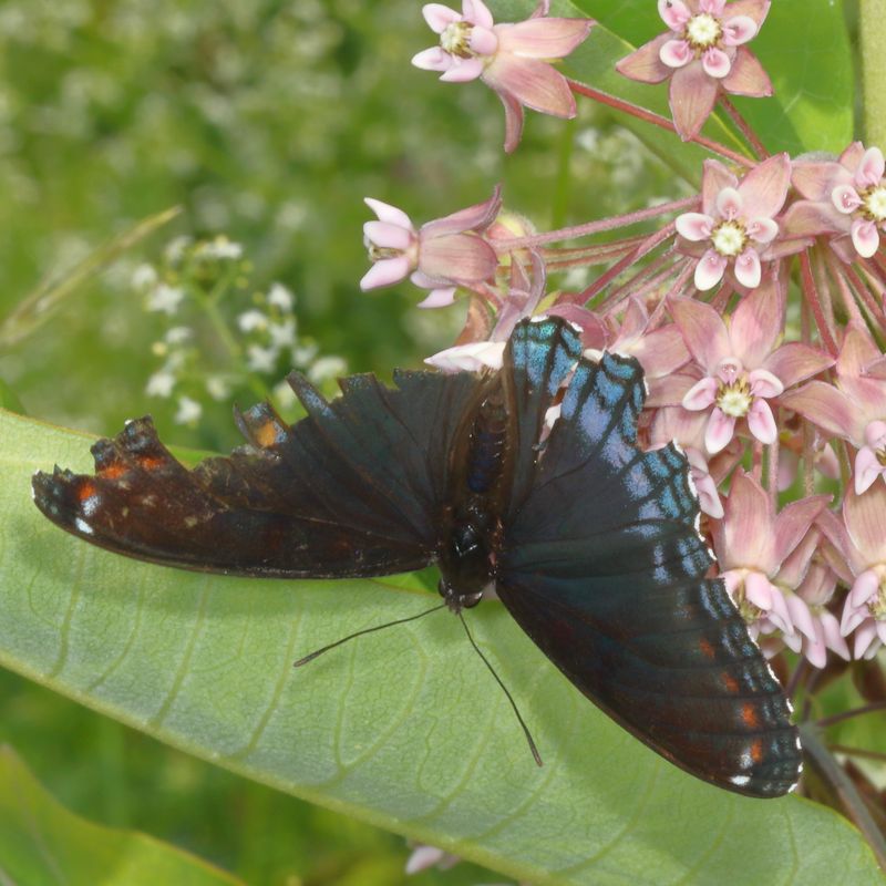 Red - Spotted Purple
