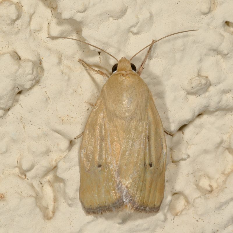 Hodges#11074 * Paradoxical Grass Moth * Heliocheilus paradoxus ♂