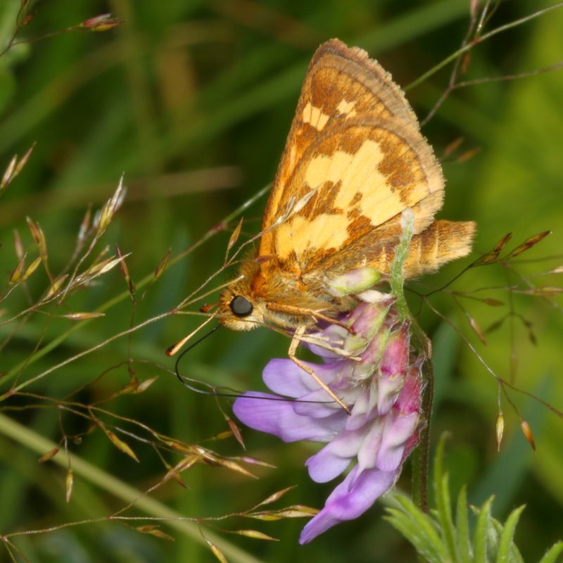 Pecks Skipper