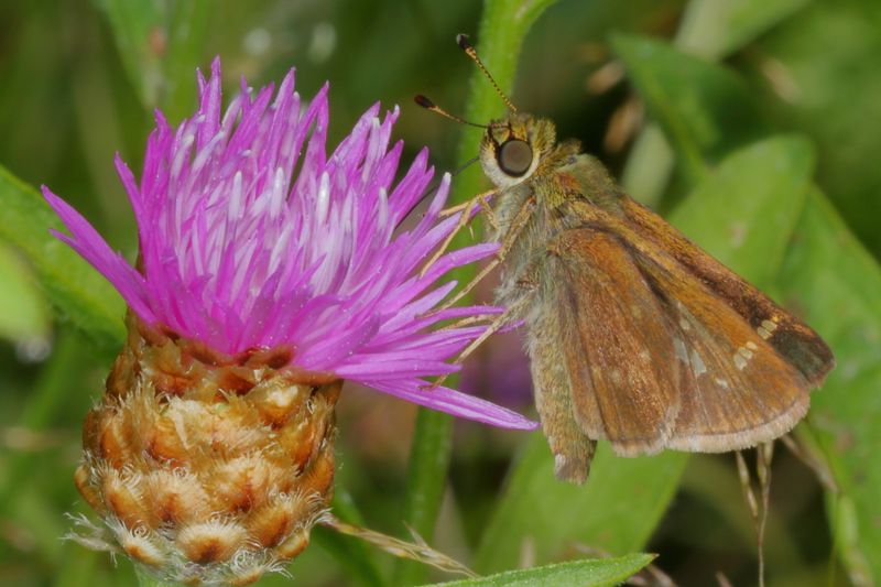 Little Glassywing