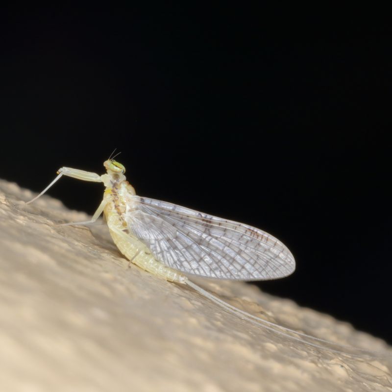 Leucrocuta minerva